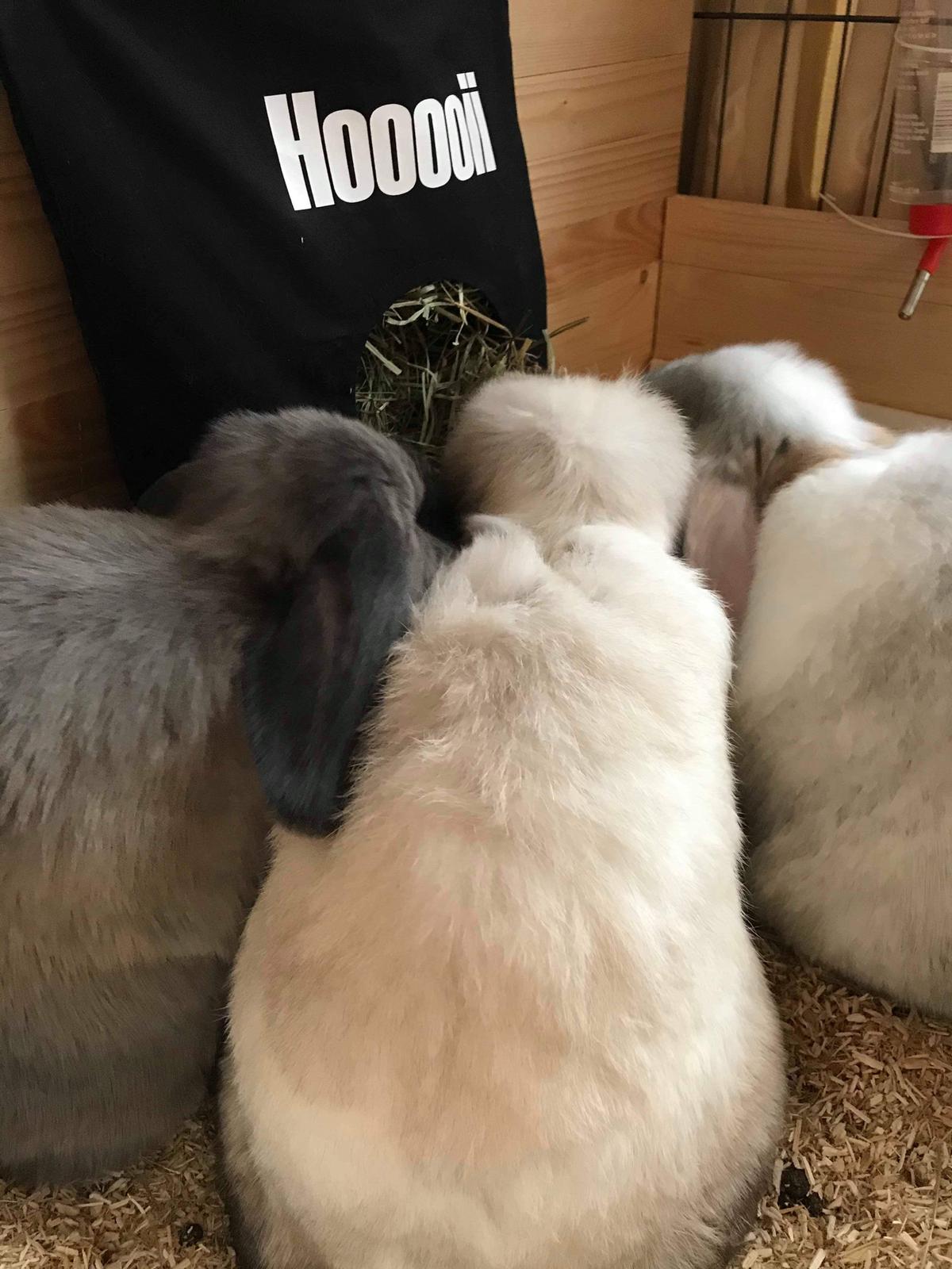 Hooooii - met 3 konijntjes